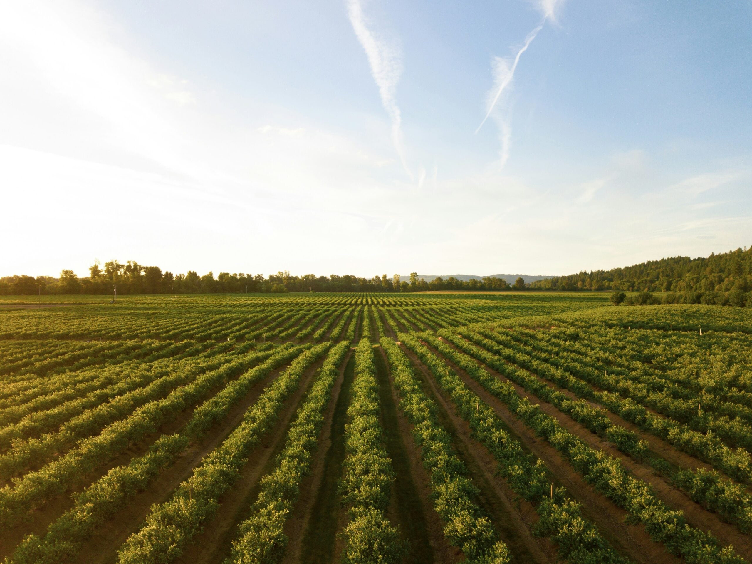 Transforming Agriculture and Food Systems